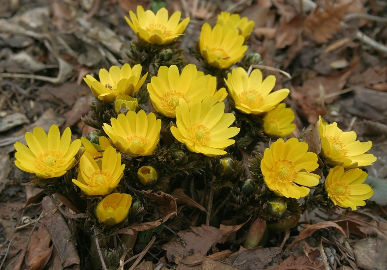 Adonis 'Fukujukai'