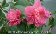 Fragrant Pink 3 2010.jpg