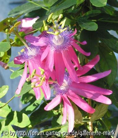 Passiflora kermesina - Blueten