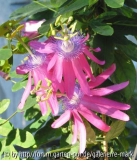 Passiflora kermesina - Blueten