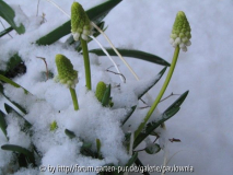 Frühlingsdeko März 2010 006.jpg
