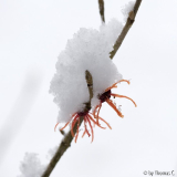 Märzschnee auf Hamamelis 3