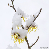 Märzschnee auf Hamamelis 2