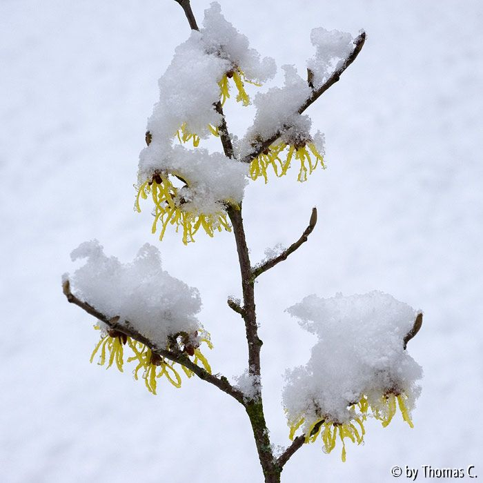Märzschnee auf Hamamelis 1