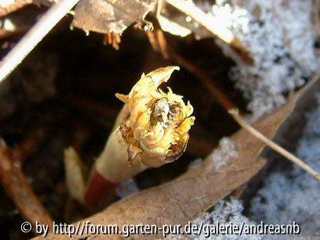 Adonis-amurensis-März10