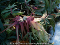 Helleborus-foetidus-Wester Flisk