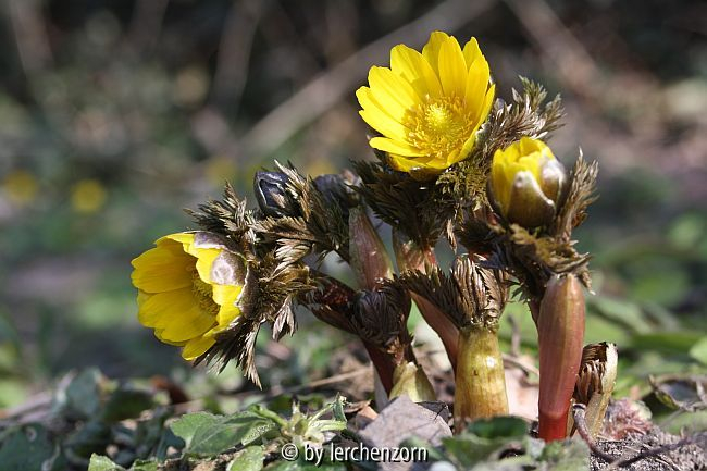 Adonisröschen (Adonis-ramosa-Hybride) oder was immer auch die amurensis hort. ist