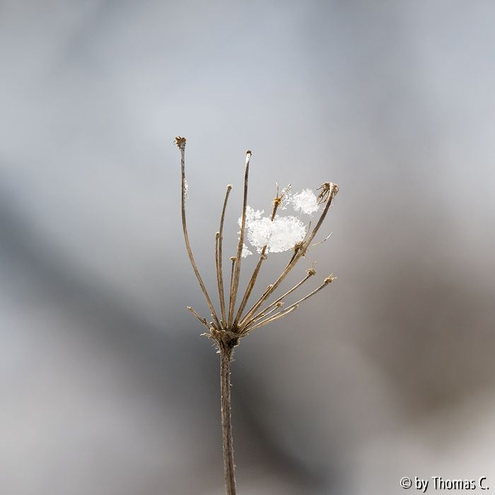 Märzschnee auf Wilder Möhre