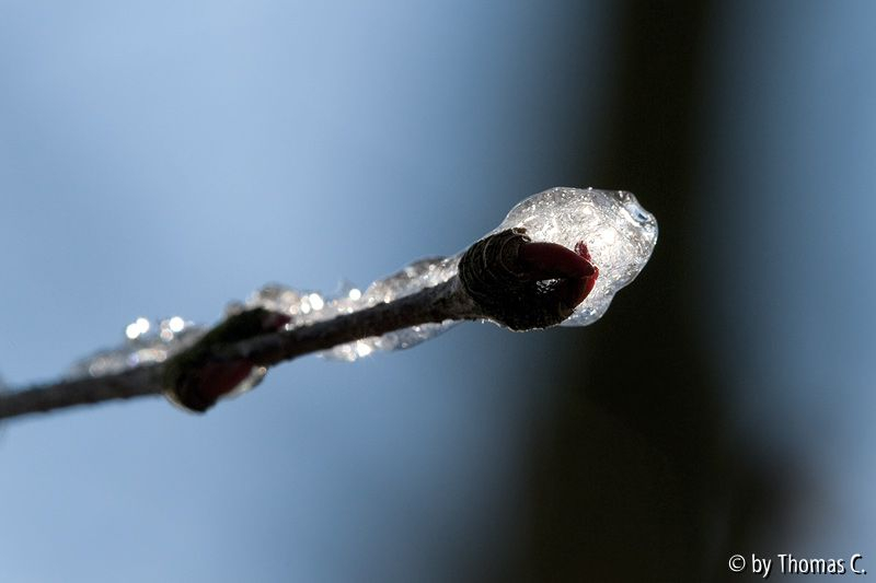 Märzschnee auf Katsura 2