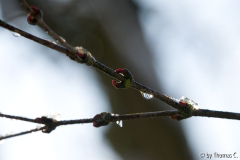 Märzschnee auf Katsura 1