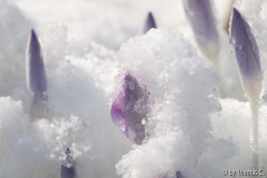 Märzschnee auf Crocus