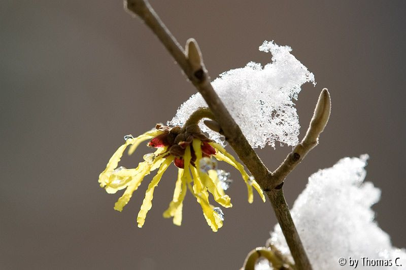 Märzschnee auf Hamamelis 4