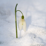 Märzschnee und Galanthus
