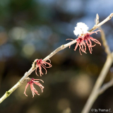 Märzschnee auf Hamamelis 5