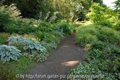 Lamium im Asienbeet / Hermannshof