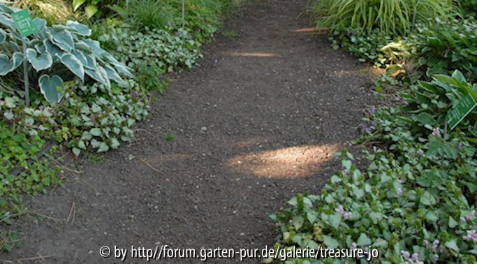 Lamium Hermannshof 2009