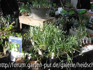 Galanthus