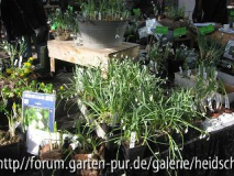 Galanthus