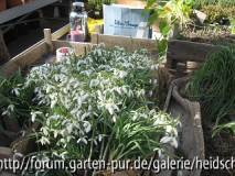 Galanthus II