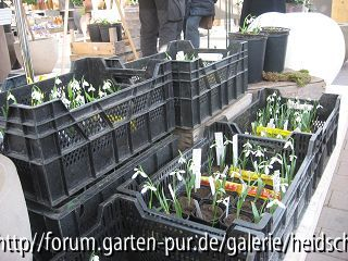 Galanthus-Angebot