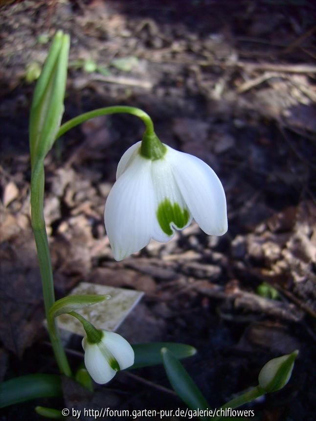 G. Ophelia