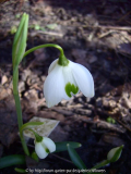 G. Ophelia