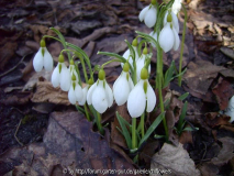 G. gracilis