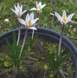 Bertholds Colchicum kesselringii