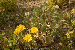 Othonna cheirifolia