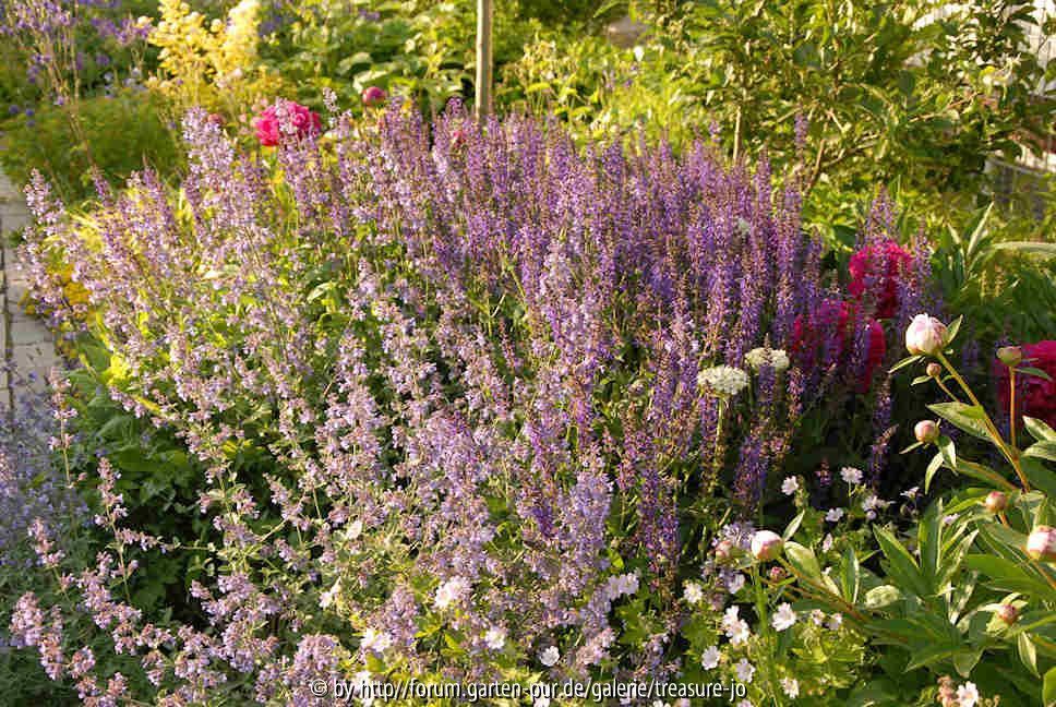 Nepeta, Salvia nemorosa, Päonia
