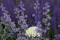 Nepeta x faassenii Walkers Low, Allium nigrum, Salvia nemorosa