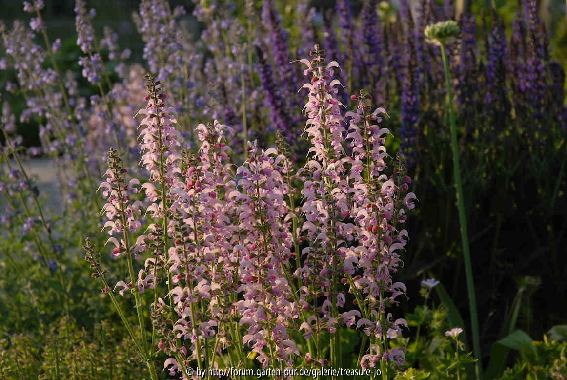 Div Salvia nemorosa