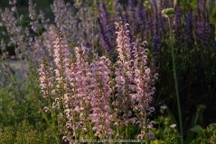 Div Salvia nemorosa