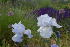Iris und Salvia nemorosa