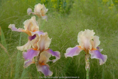 Iris in Stipa pennata