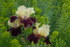 Iris mit Euphorbia seguieriana ssp. niciciana