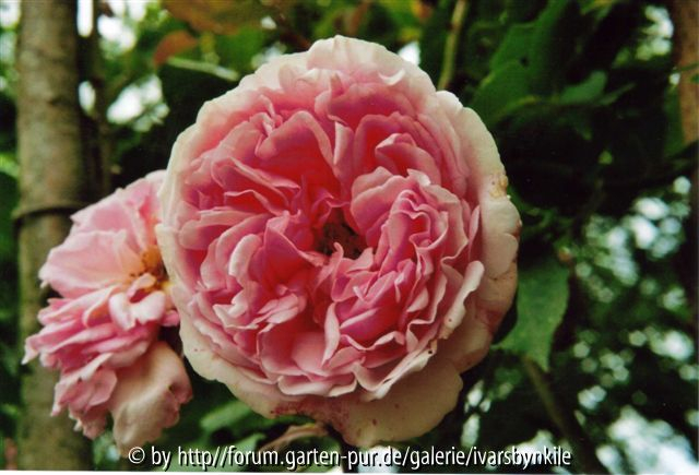 Rosen des Dr. Georg Krüger