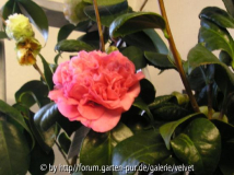 Jean Clere