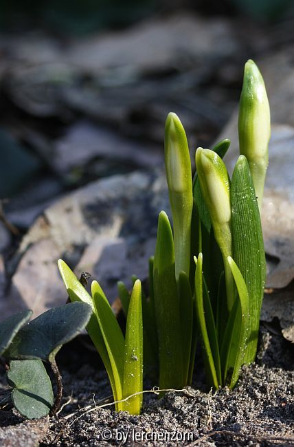 Märzenbecher, zweiblütige Form (Leucojum vernum var. wagneri)