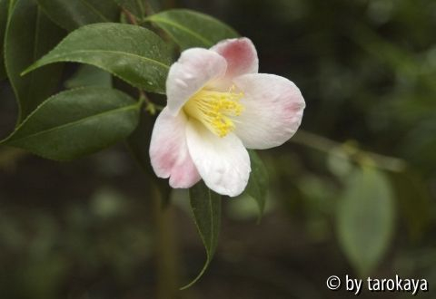 spring song (CF42)