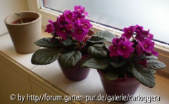 Ludisia in Gesellschaft.jpg