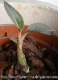 Ludisia Baby.jpg
