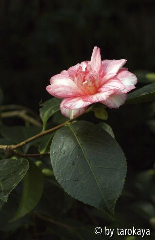 shuchôka