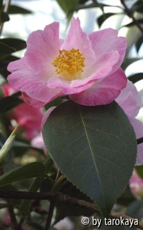 loretta feathers