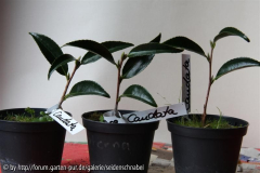 C. caudata 12.03.2010
