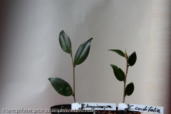 C. longicarpa / C. cordifolia 12.03.2010