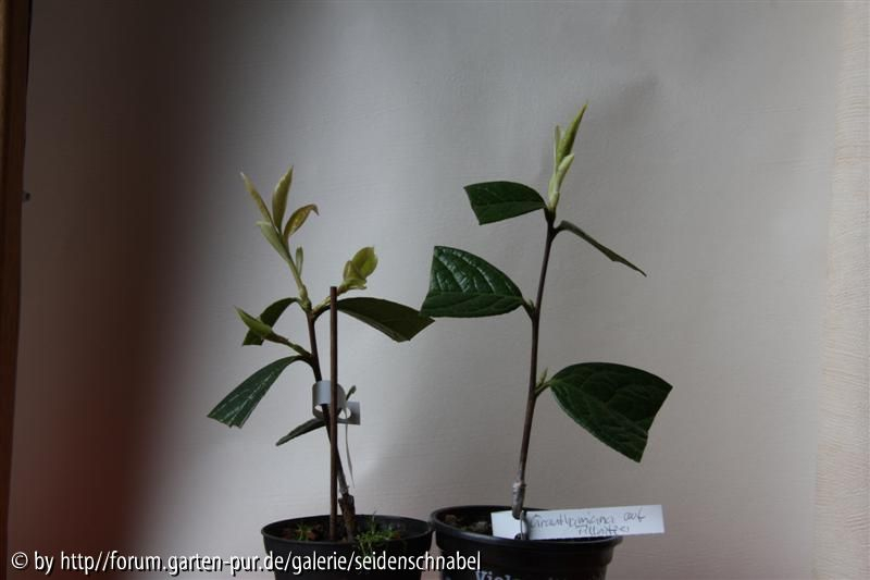 C. granthamiana 12.03.2010
