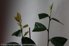 C. granthamiana 12.03.2010 1