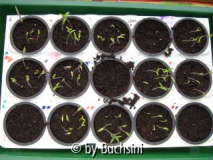 Tomaten13_02_10.jpg