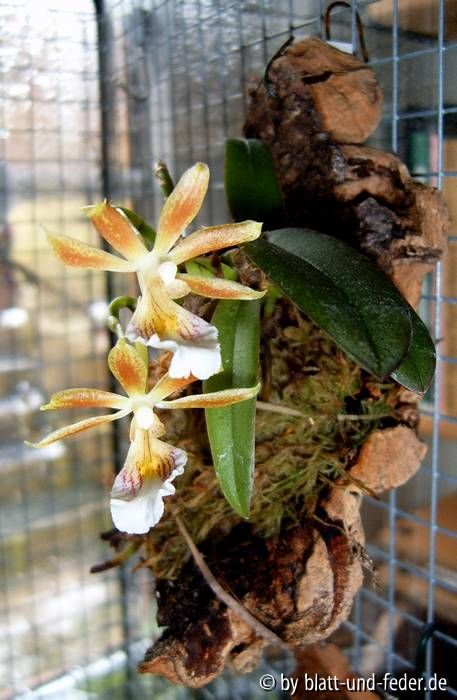 Trichocentrum fuscum